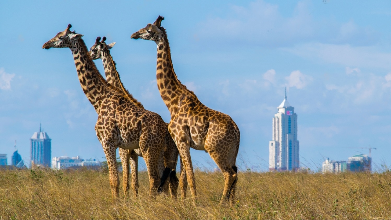 Nairobi Day Trip