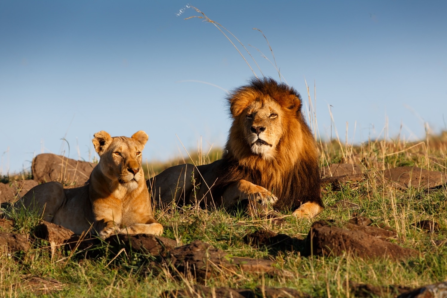 Masai Mara