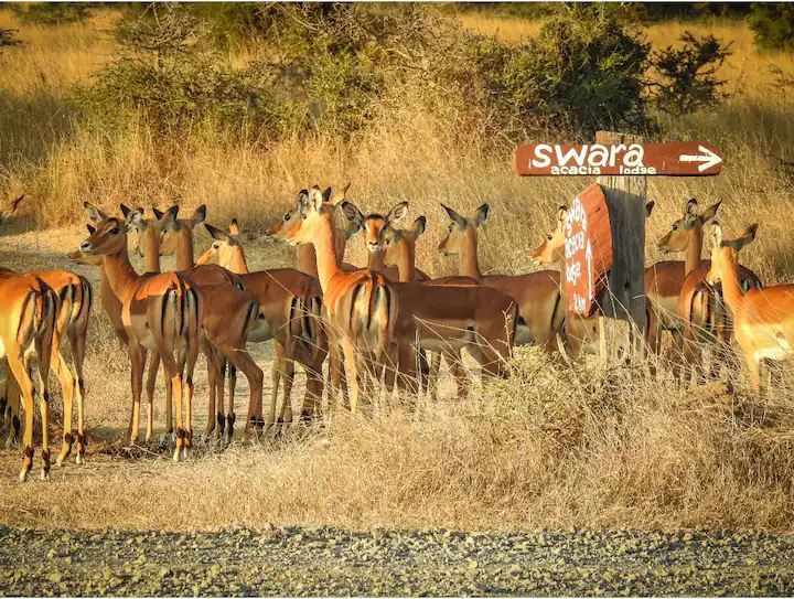 SWARA ACACIA - ATHI RIVER